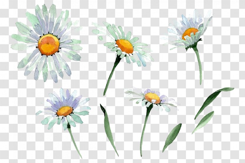 Daisy - Mayweed - Yellow Wildflower Transparent PNG