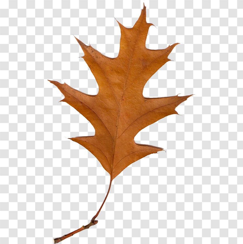 Maple Leaf Tree Autumn Leaves Deciduous Transparent PNG