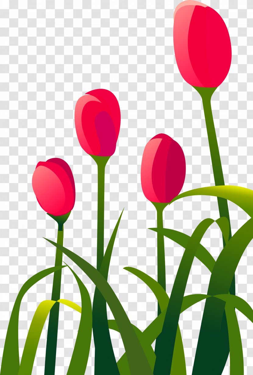 Tulip Red Flower - Grass Transparent PNG
