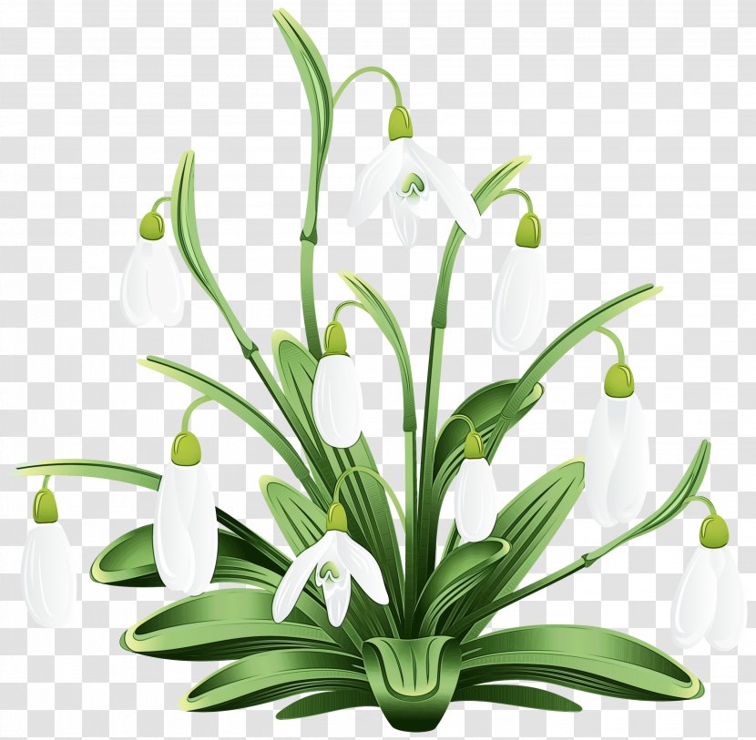 Summer Flower Background - Snowflake - Amaryllis Family Plant Stem Transparent PNG