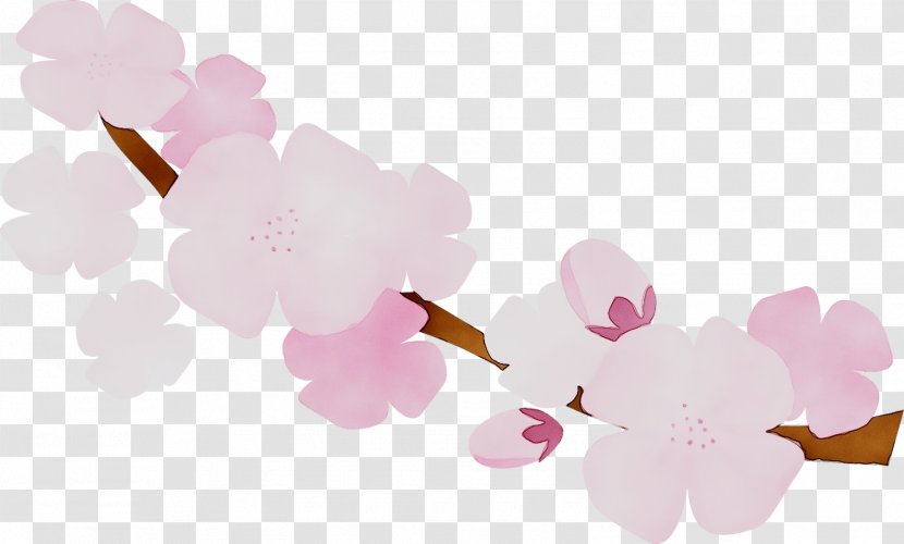ST.AU.150 MIN.V.UNC.NR AD Cherry Blossom Floral Design Pink M - Flower Transparent PNG