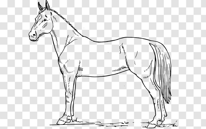 Tennessee Walking Horse Drawing Black And White Clip Art - Rein - Horsehead Printing Transparent PNG