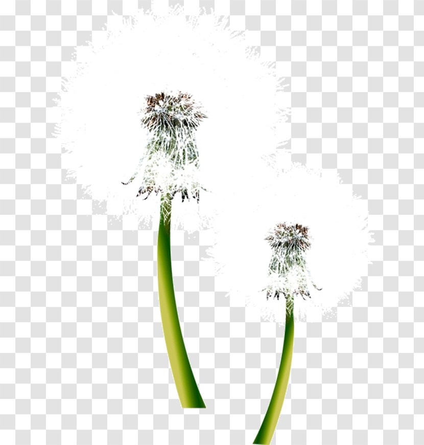Samsung Galaxy S5 Sony Xperia E Nature Android Wallpaper - Tree - White Dandelion Transparent PNG