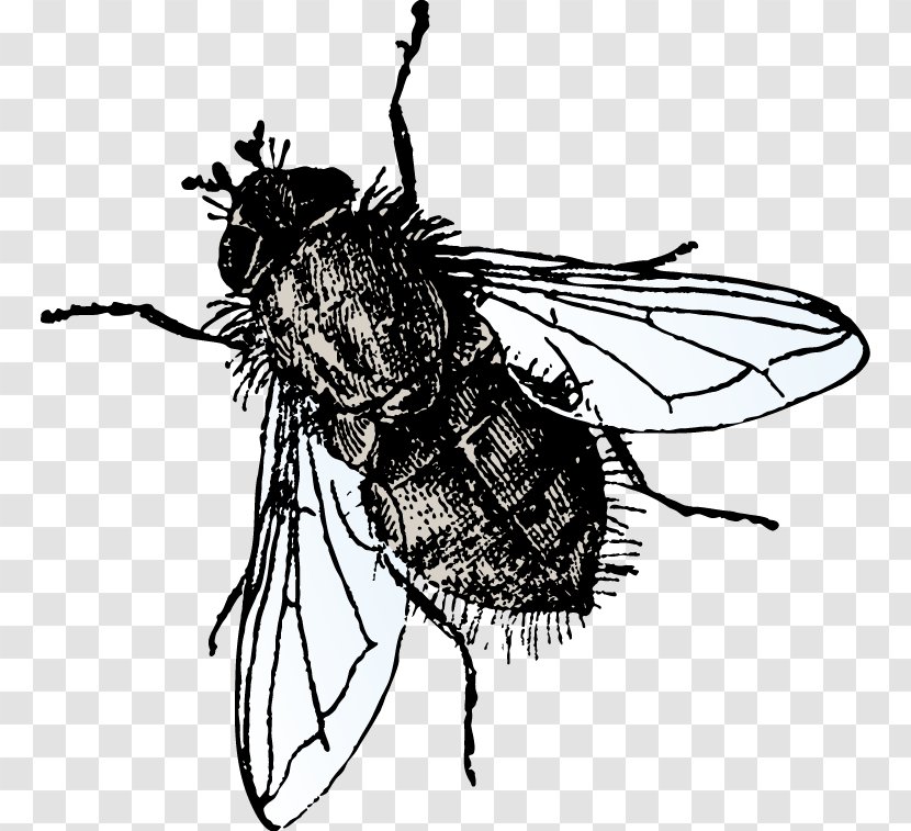 Insect Microsoft PowerPoint Office Template Fly - Monochrome - Hand-painted Flies Transparent PNG