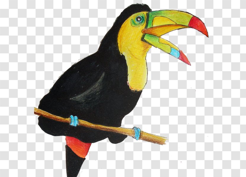 Keel-billed Toucan Parrot Beak - Pet Transparent PNG