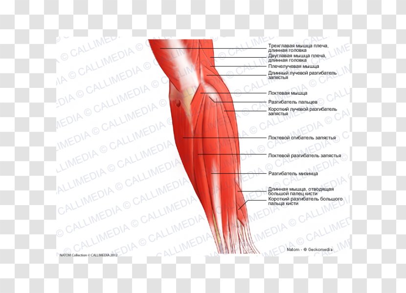 Thumb Elbow Posterior Compartment Of The Forearm Muscle - Frame - Arm Transparent PNG
