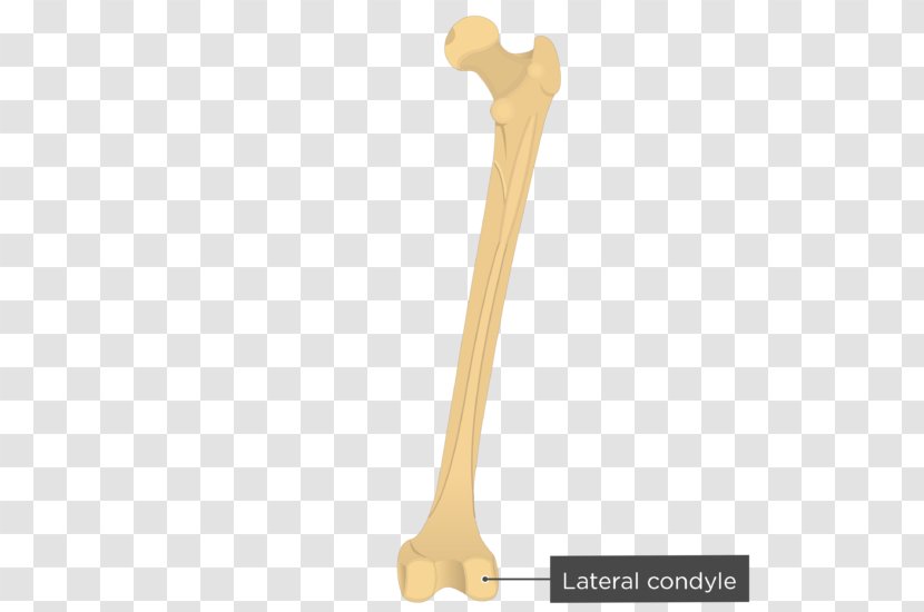 Femur Gluteal Muscles Tuberosity Greater Trochanter Gluteus Maximus Muscle - Joint - Bone Transparent PNG