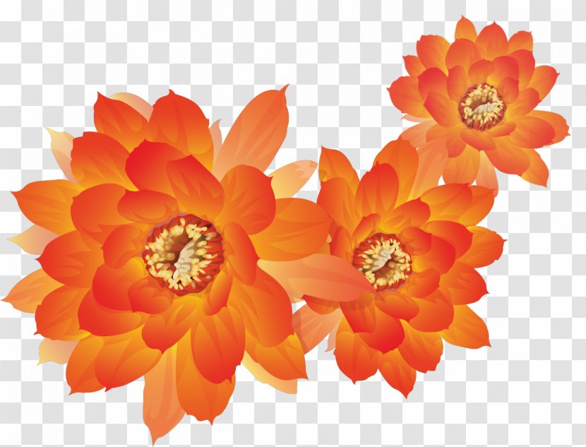 Picture Frames Clip Art - Flowering Plant - Gazania Transparent PNG