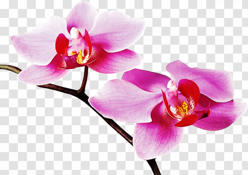 Flower Petal Moth Orchid Pink Plant Transparent PNG