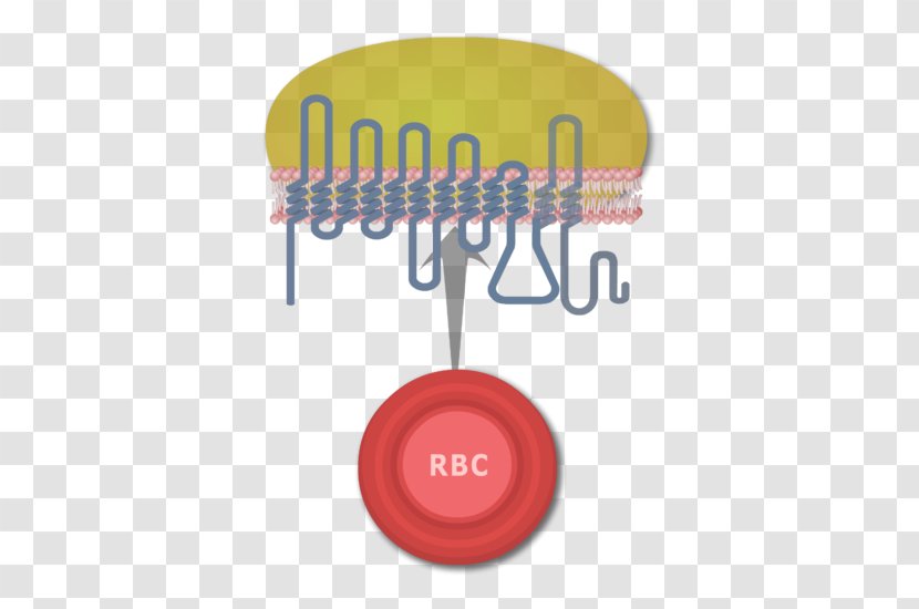 Rh Blood Group System Red Cell Human Systems Antigen Transparent PNG