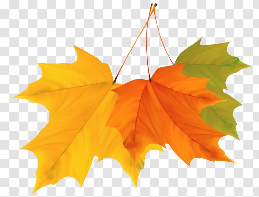 Maple Leaf Autumn Clip Art - Orange - Hand Painted Leaves Transparent PNG