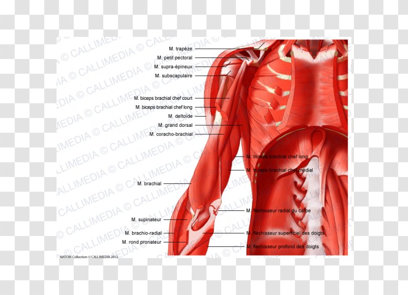 Muscular System Shoulder Arm Muscle Anatomy - Flower Transparent PNG