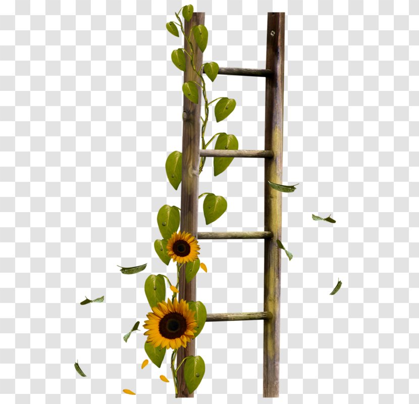 Flower Clip Art - Ladders Transparent PNG