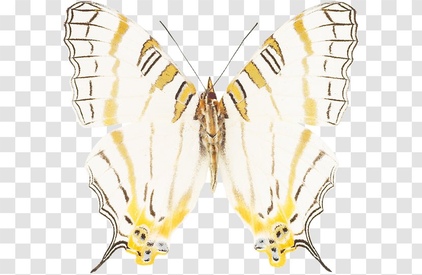 Monarch Butterfly Silkworm Brush-footed Butterflies Insect - Membrane Winged Transparent PNG