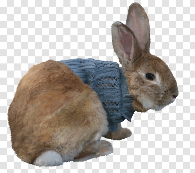 Domestic Rabbit Hare Easter Bunny Polish - Fauna Transparent PNG