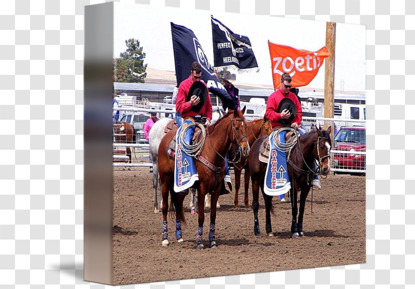 Rodeo Western Pleasure Bridle Equestrian Racing - Animal Sports - Anthony Davis Transparent PNG