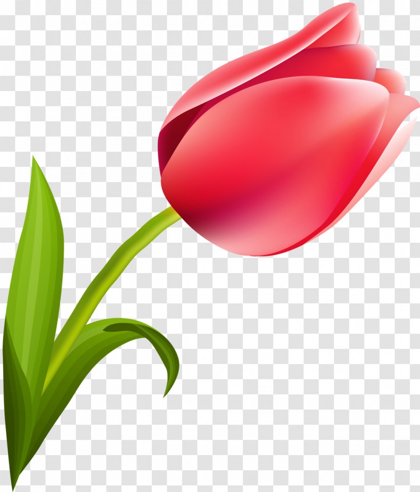 March 8 International Women's Day Woman Tulip Flower - Women S Transparent PNG