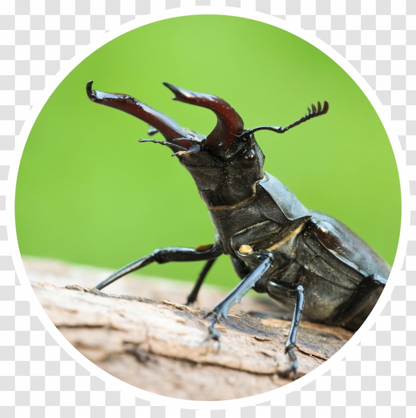 Weevil Insect Transparent PNG