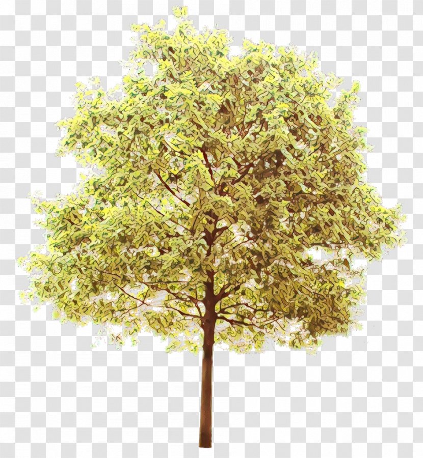 Family Tree Background - Swamp Birch - Plant Stem Transparent PNG