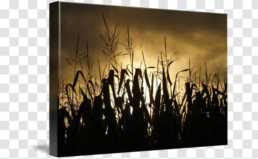 Corn On The Cob Field Curtain Maize Douchegordijn - Picture Frame Transparent PNG