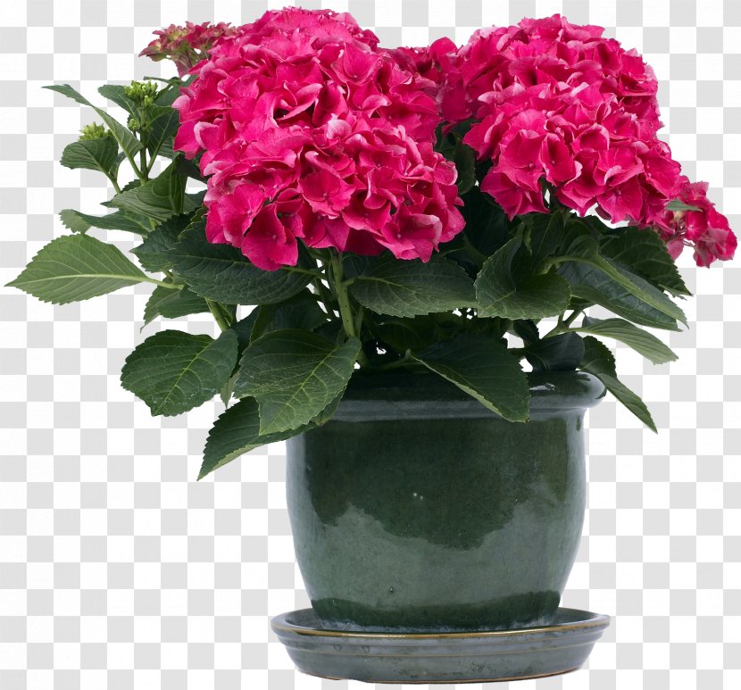 Flowerpot Hydrangea Aspera Embryophyta Panicled - Hortensia Transparent PNG