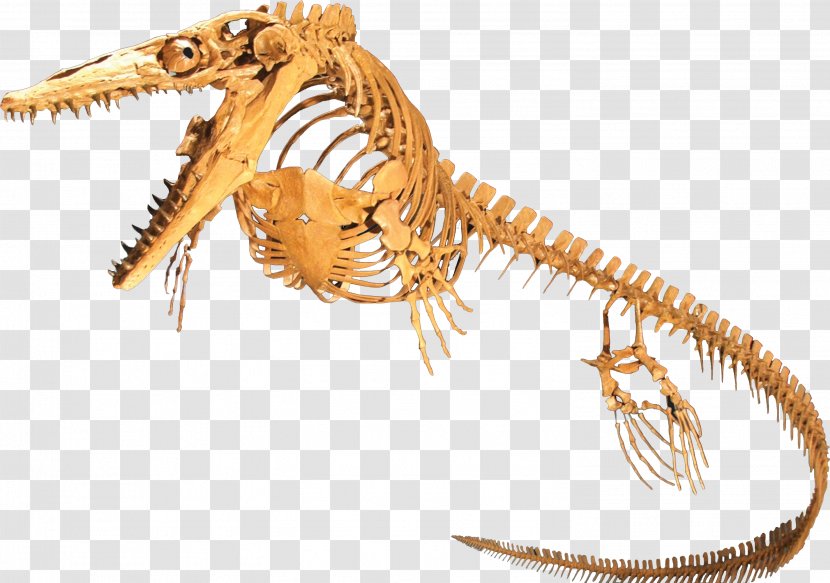 Plesioplatecarpus Rocky Mountain Dinosaur Resource Center Mosasaurus Tylosaurus - Skeleton Transparent PNG