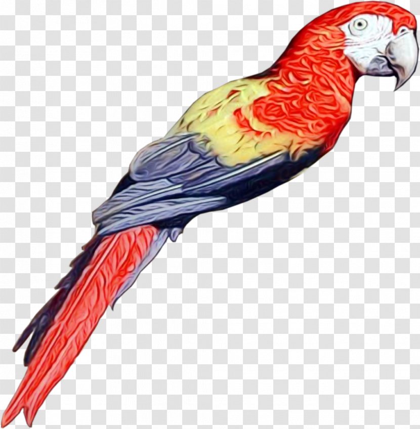 Bird Parrot - Wing Lorikeet Transparent PNG