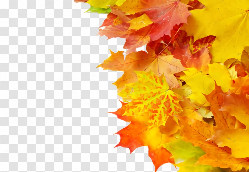 Maple Leaf - Petal Flower Transparent PNG