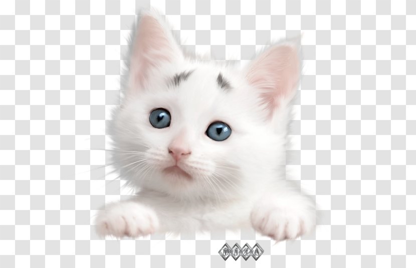 Burmilla Turkish Van Angora American Wirehair European Shorthair - Small To Medium Sized Cats - Kitten Transparent PNG