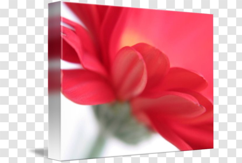 Rose Family Gallery Wrap Red Canvas Art Transparent PNG