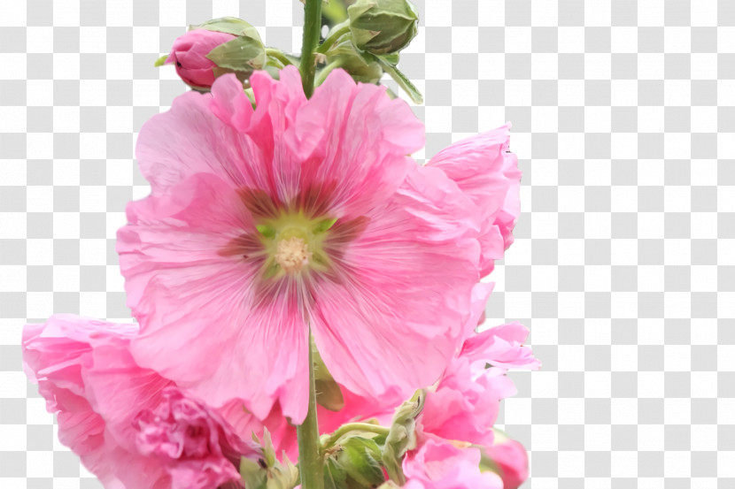 Annual Plant Cut Flowers Herbaceous Plant Hollyhock Plants Transparent PNG