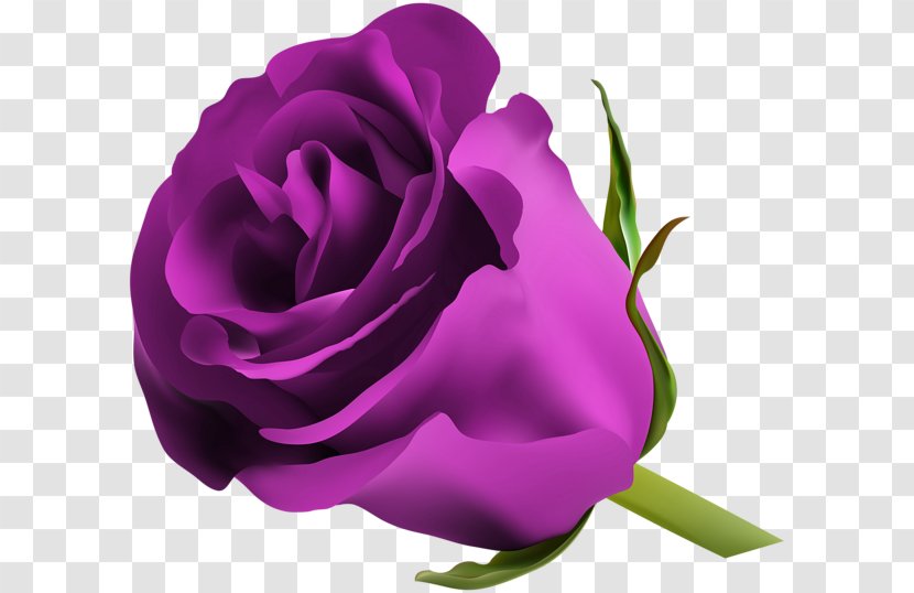 Blue Rose Clip Art - Flower - Purple Transparent PNG
