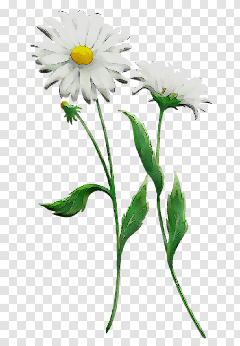 Chrysanthemum Oxeye Daisy Roman Chamomile Cut Flowers Plant Stem - Chamomiles Transparent PNG