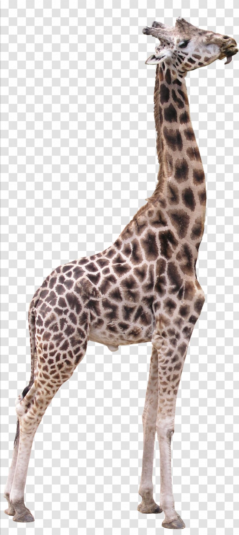 Northern Giraffe 3D Computer Graphics Texture Mapping - Neck Transparent PNG