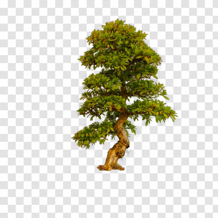 Bonsai Trees (ebook Clip Art Image - Tree Transparent PNG