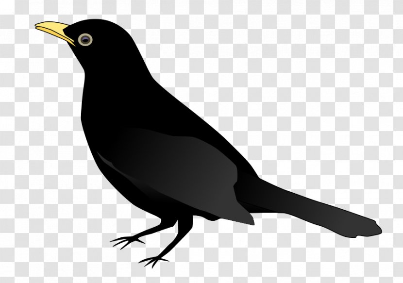 Common Blackbird Crows Clip Art - Wing - Bird Vector Transparent PNG