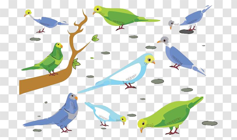 Budgerigar Parrot Bird Clip Art - Fauna - Vector Transparent PNG