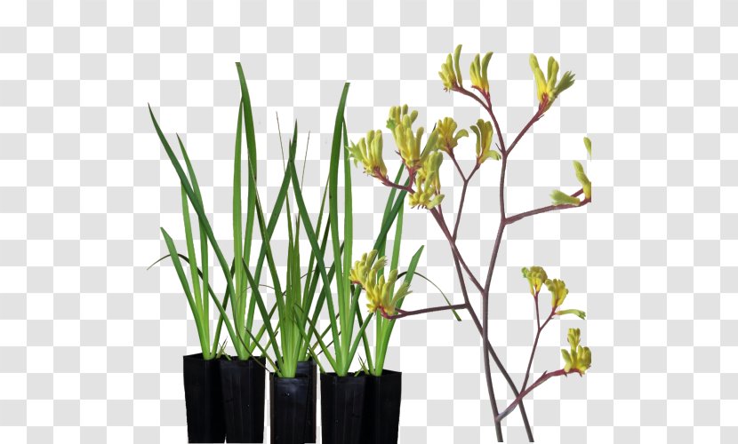 Tall Kangaroo Paw Plant Yellow - Flower Transparent PNG