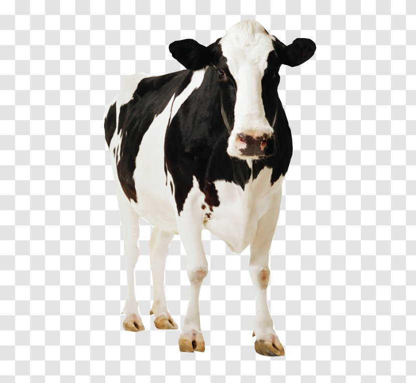 Holstein Friesian Cattle Standee Cardboard Poster Dairy Farming - Cow - Farm Transparent PNG