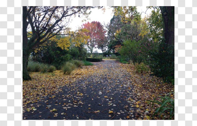 Landscape Garden Land Lot Painting Autumn - Shrub - Beautiful Transparent PNG