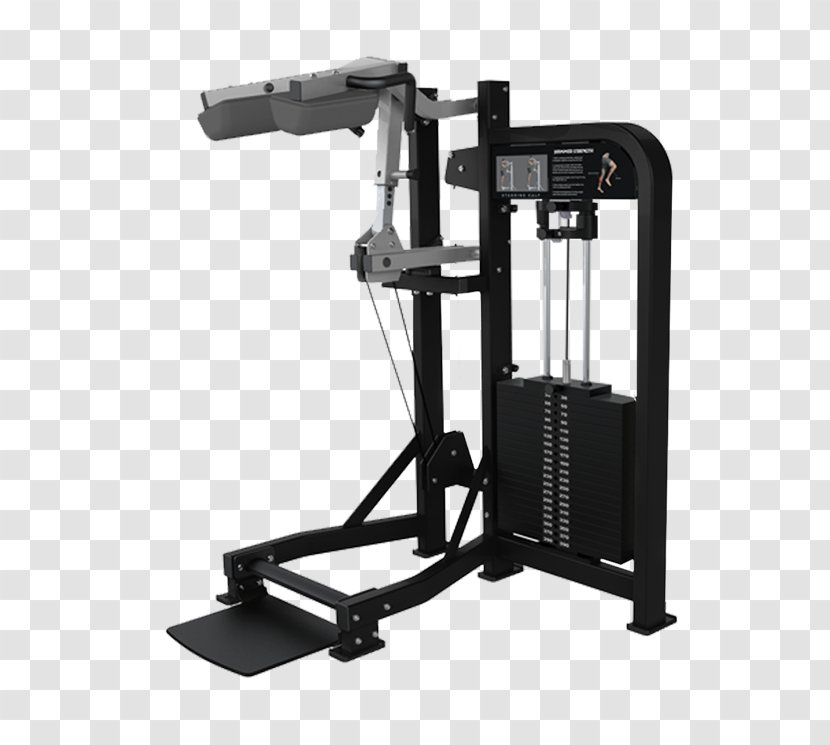 Strength Training Calf Raises Fitness Centre Exercise - Biceps Curl - Fly Transparent PNG