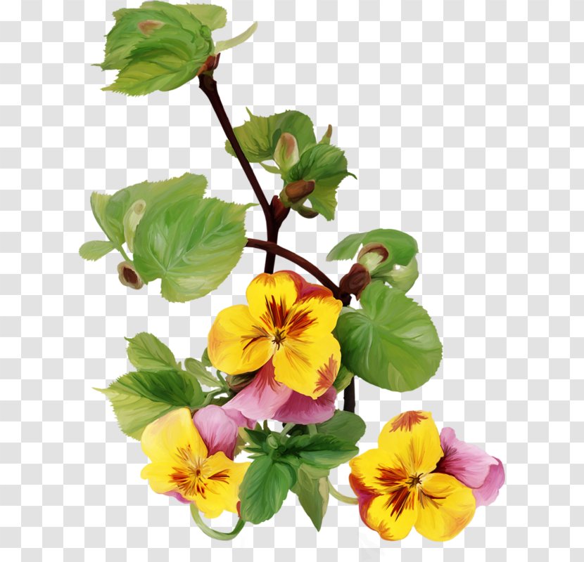 Blahoželanie Name Day Wish Birthday - Malvales - Pansy Flower Transparent PNG