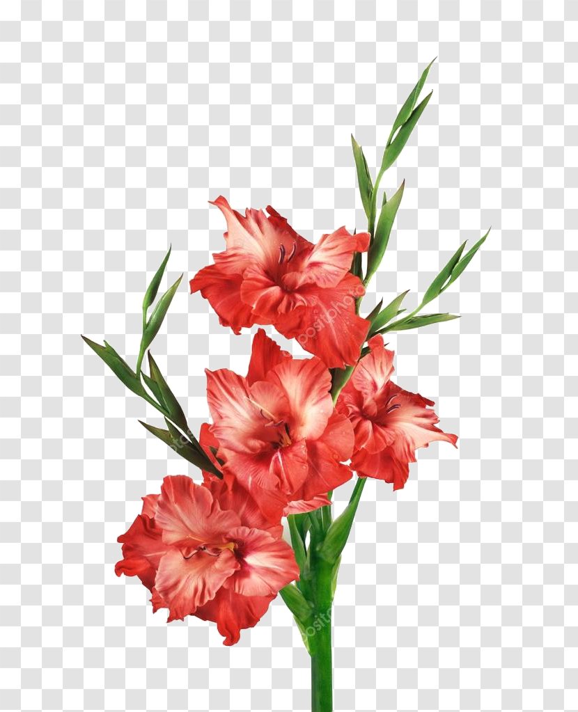 Stock Photography Gladiolus Red Clip Art Transparent PNG