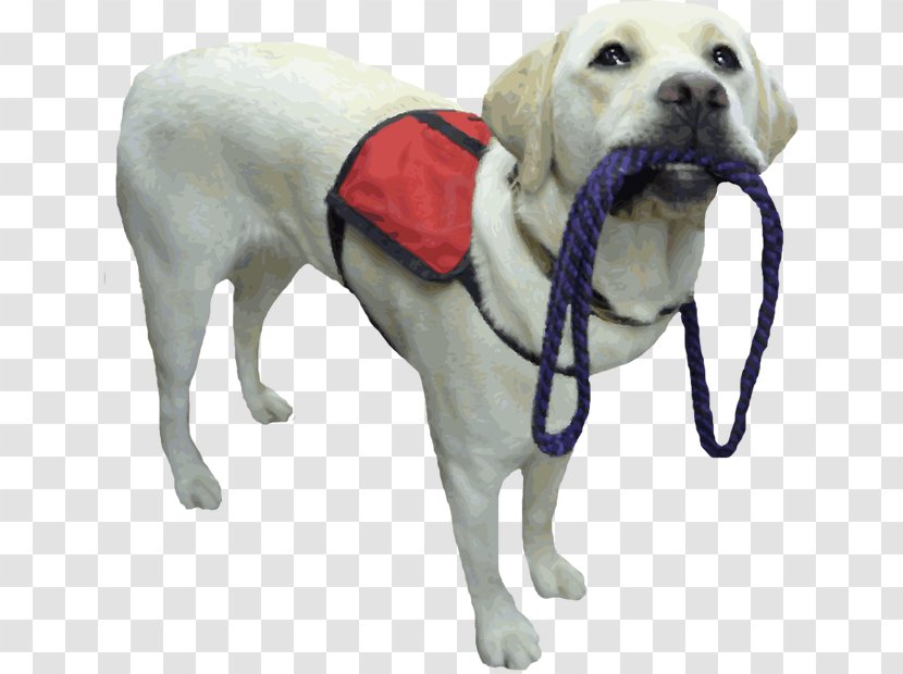 Labrador Retriever Puppy Assistance Dog Service Therapy - Pet - Animal Cliparts Transparent PNG