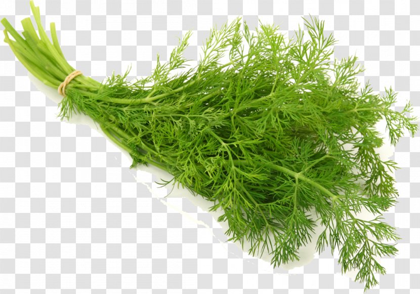 Dill Herb Vegetable Seed Salad - Chrysanthemum Ingredients Transparent PNG