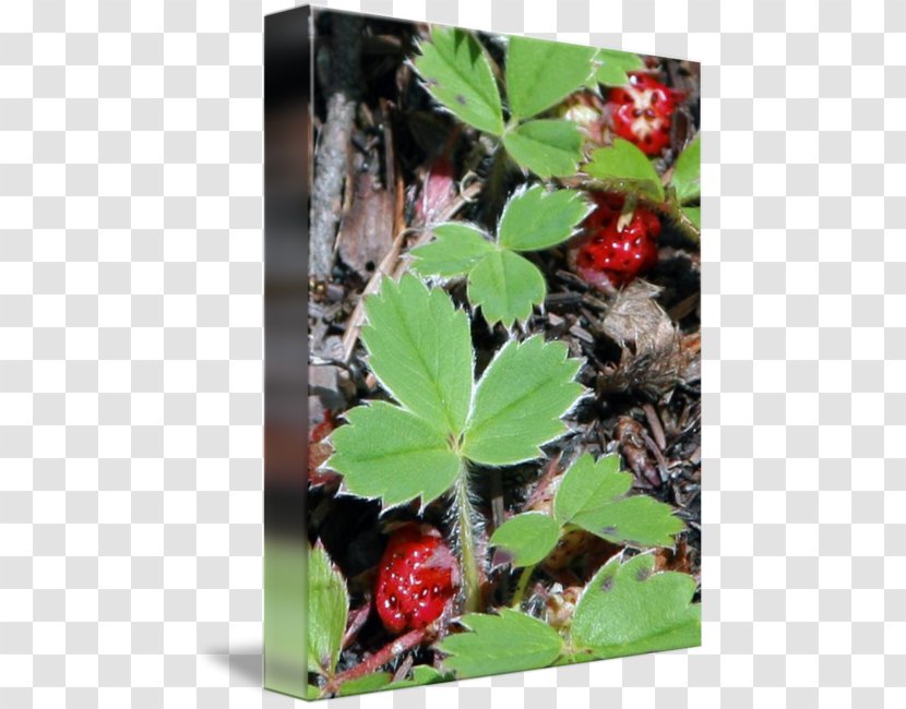Strawberry Herb Leaf - Wild Transparent PNG