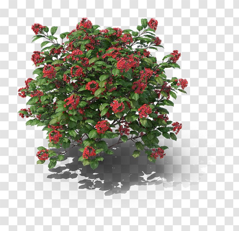Ornamental Plant 6pm Shrub Flowerpot - Aquifoliaceae Transparent PNG