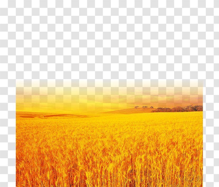 Yellow Wheat Field - Ecoregion Transparent PNG