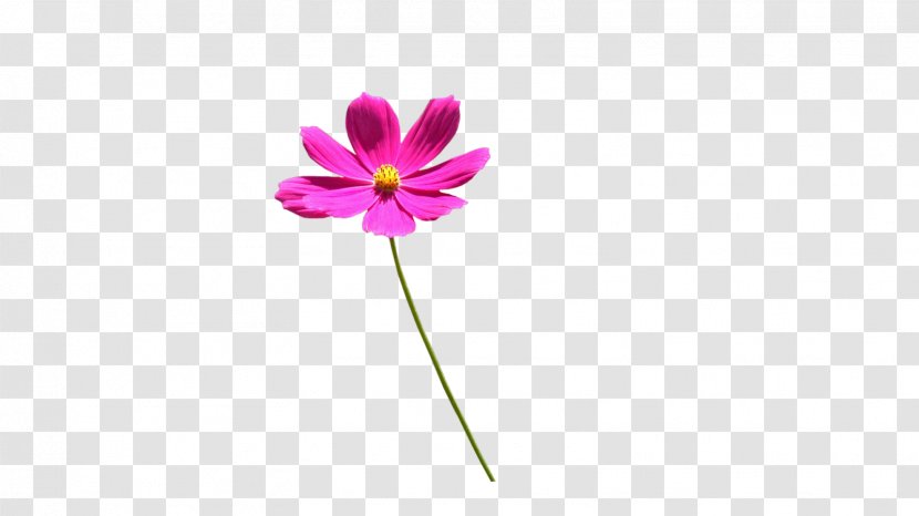 Violet Magenta Purple Pink Flower - Flowering Plant - Spring Flowers Transparent PNG