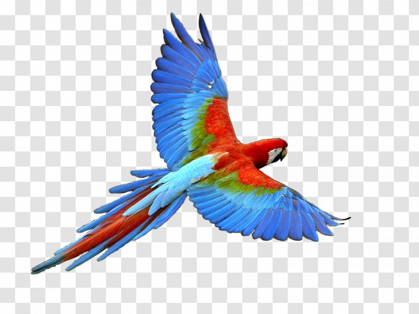 Parrot Bird Budgerigar Clip Art - Common Pet Parakeet Transparent PNG